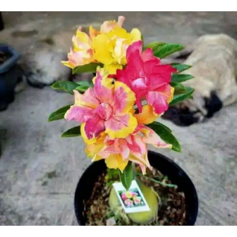 TANAMAN HIAS BUNGA ADENIUM TUMPUK 3 WARNA/ADENIUM TRICOLUOR