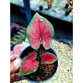 Tanaman Hias Keladi Merah Langka  Caladium SP Hias Daun 