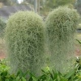 Tanaman Spanish Moss