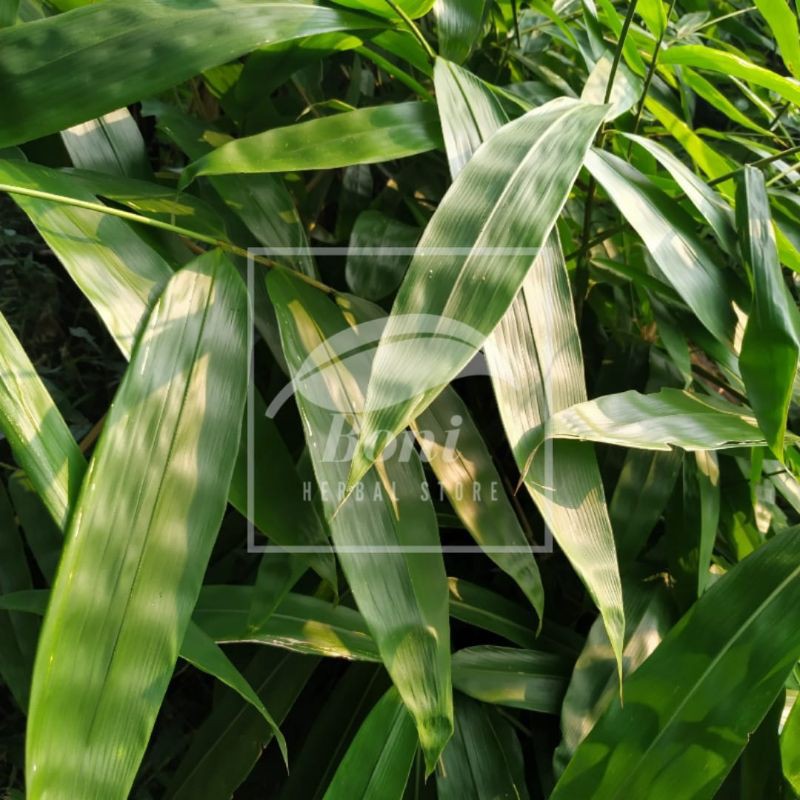 

55 Lembar Daun Bambu Jumbo Segar Herbal Bungkus Bacang