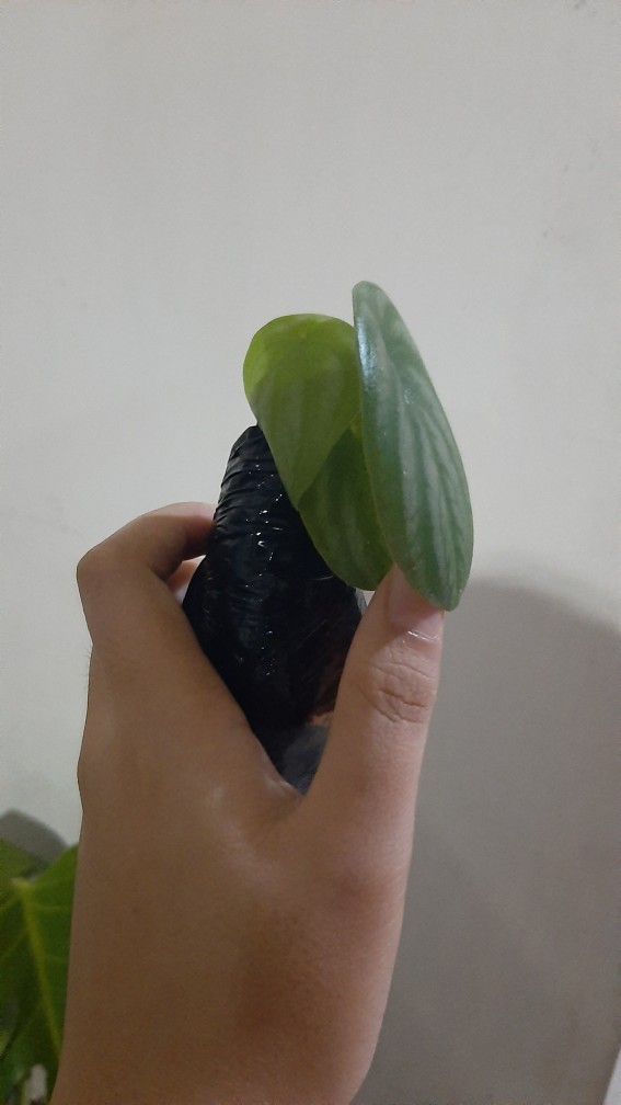 Tanaman Hias Water Melon