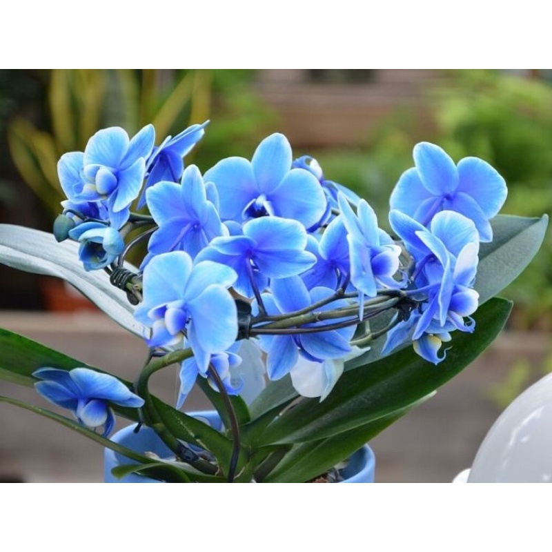 bunga anggrek dendrobium warna biru - Seedling Dendrobium Blue - Tanaman Hidup - Bunga Hidup Murah