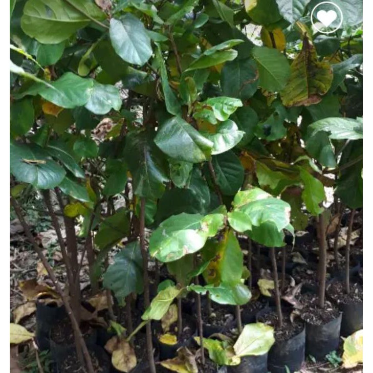 Bibit Pohon Ketapang Laut