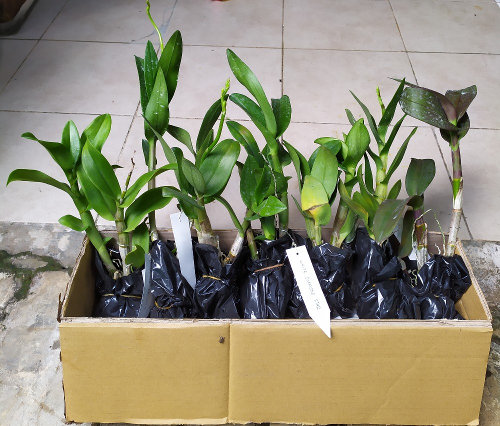 Anggrek Den White Diamon Star