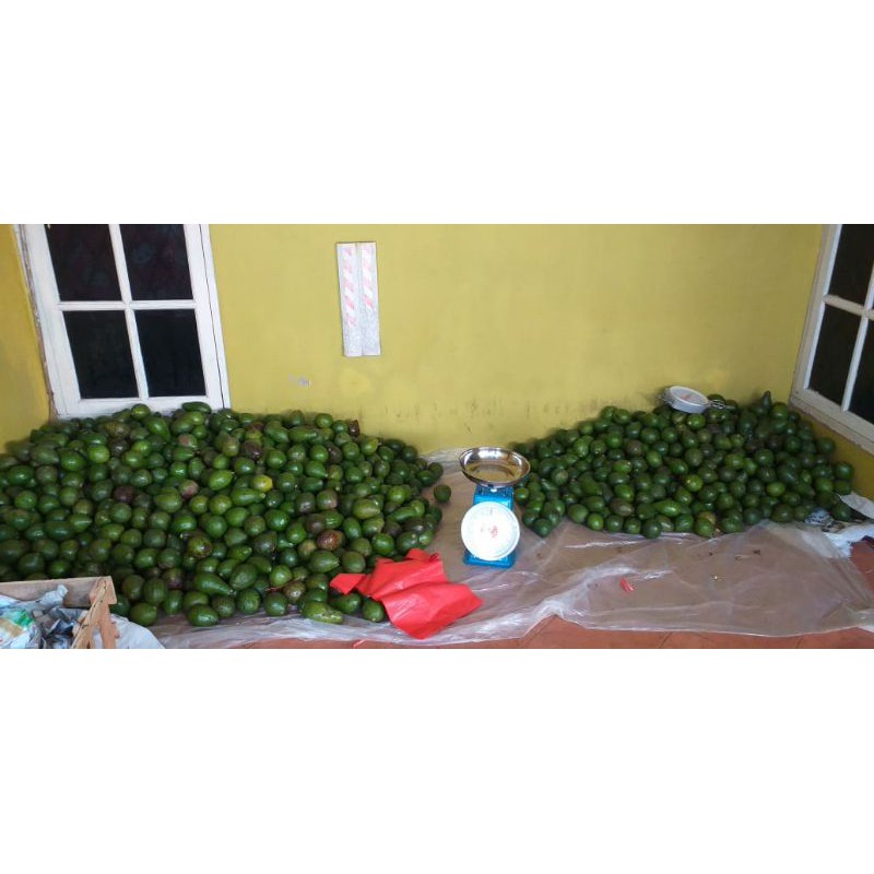 

ALPUKAT MENTEGA GRADE A