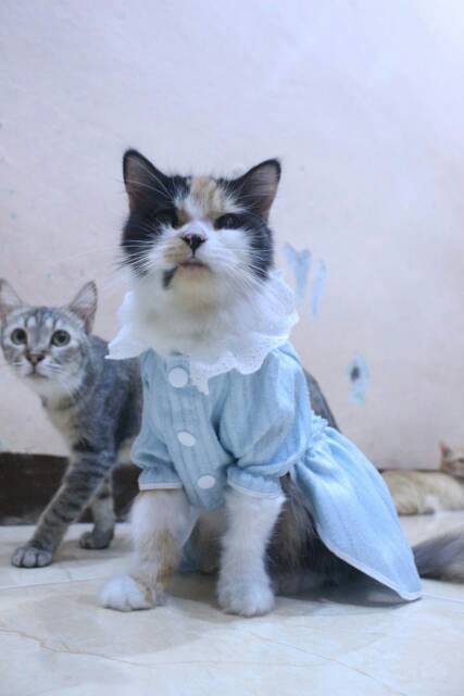 Dress untuk kucing dan anjing edisi natal 2019 lucu biru blues / baju kucing murah size S-XL