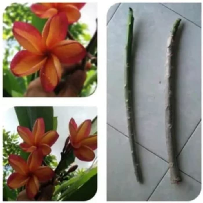 Bibit Cutting Kamboja Bunga Fanta Bibit Kamboja Bunga Fanta