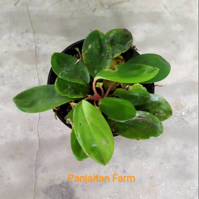 Tanaman hias Homalomena humilis sp Tabagsel hijau Mini