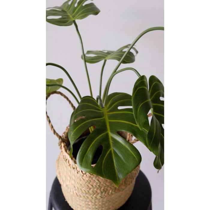 Tanaman Plastik Monstera - Latex Karet Premium