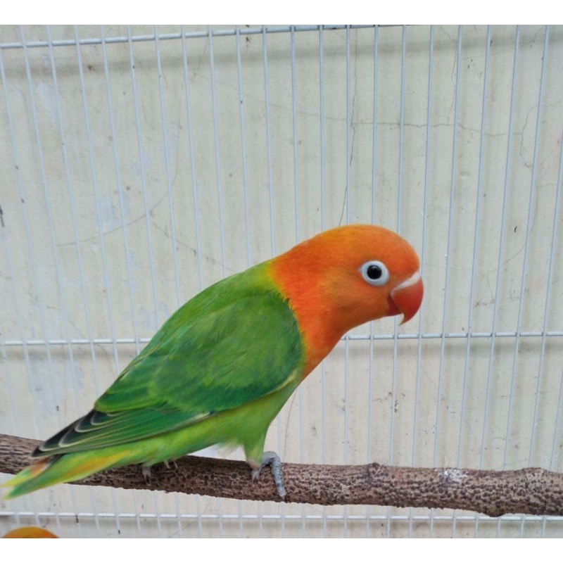 Lb baby biola green sable