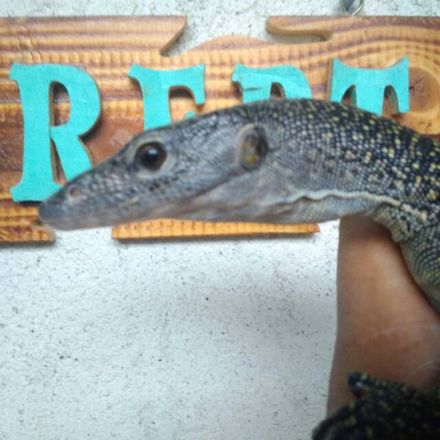 Varanus Indicus (Dewasa)