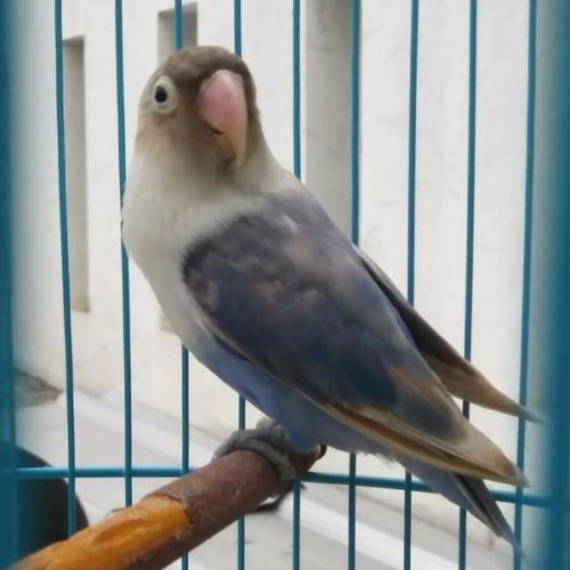 LOVEBIRD PASTEL VIOLET / PASVIO