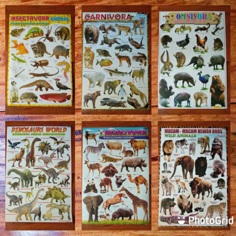 Poster Hewan  Poster anak  Poster Binatang