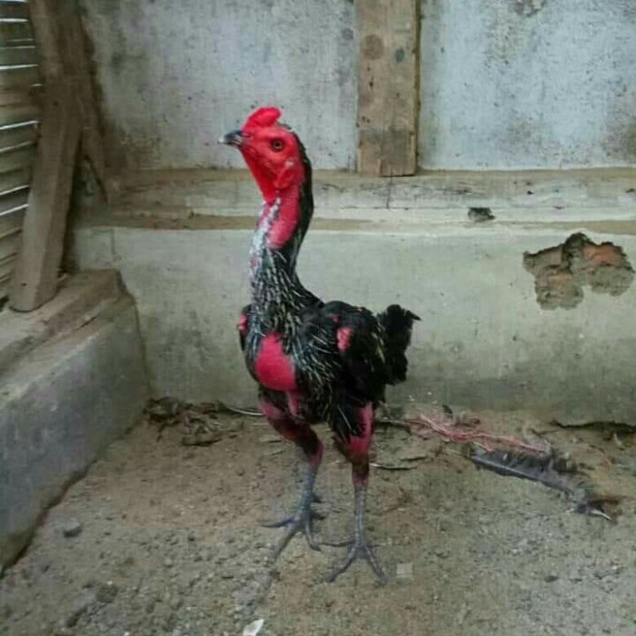 Ayam Bulbi Magon Kuku Hitam Pakoy Saigon Koytrad