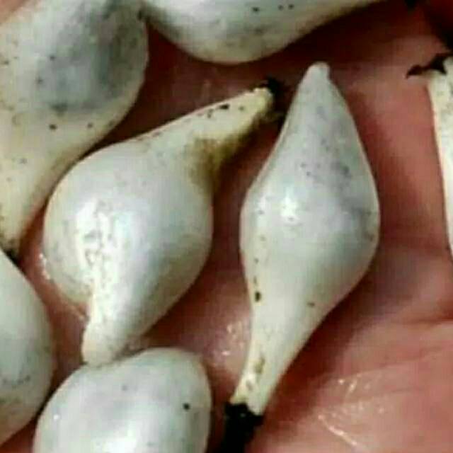 

BUAH MARASI MANIS LANGKA 150GRAM