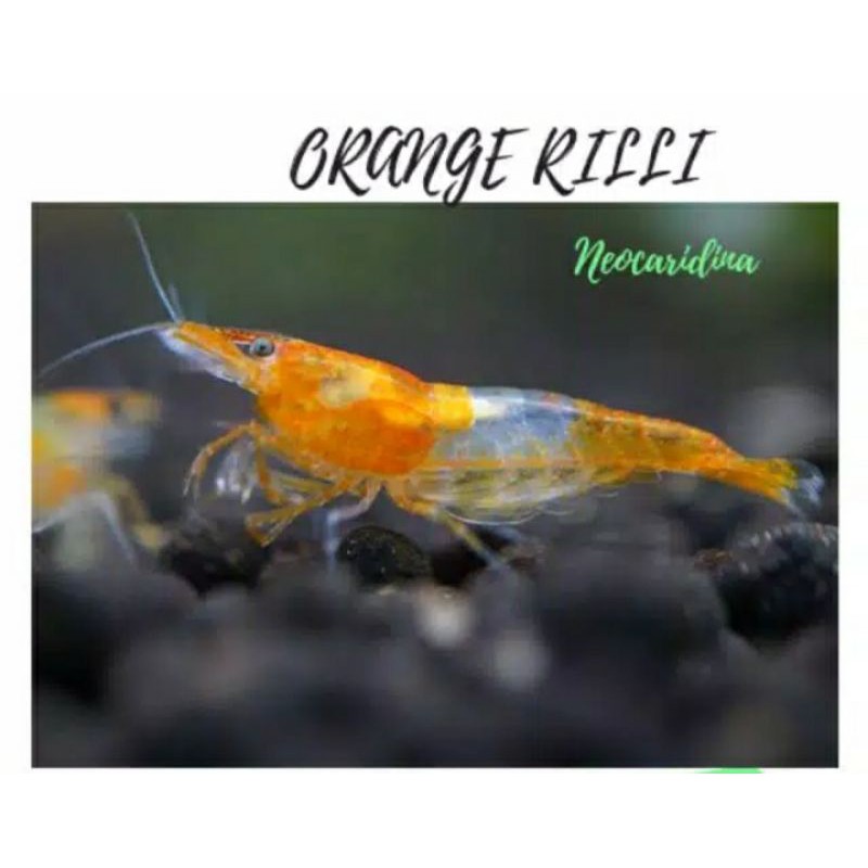 

orange rilli