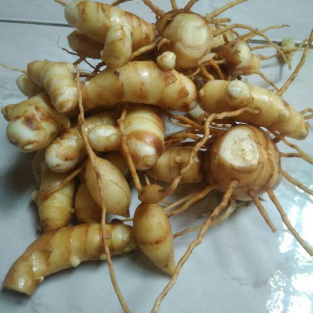 

Kunyit putih(curcuma zedoaria) segar 1 kg