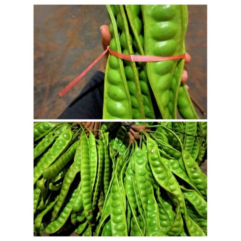 

pere tua super sortiran 40rb / 10 papan
