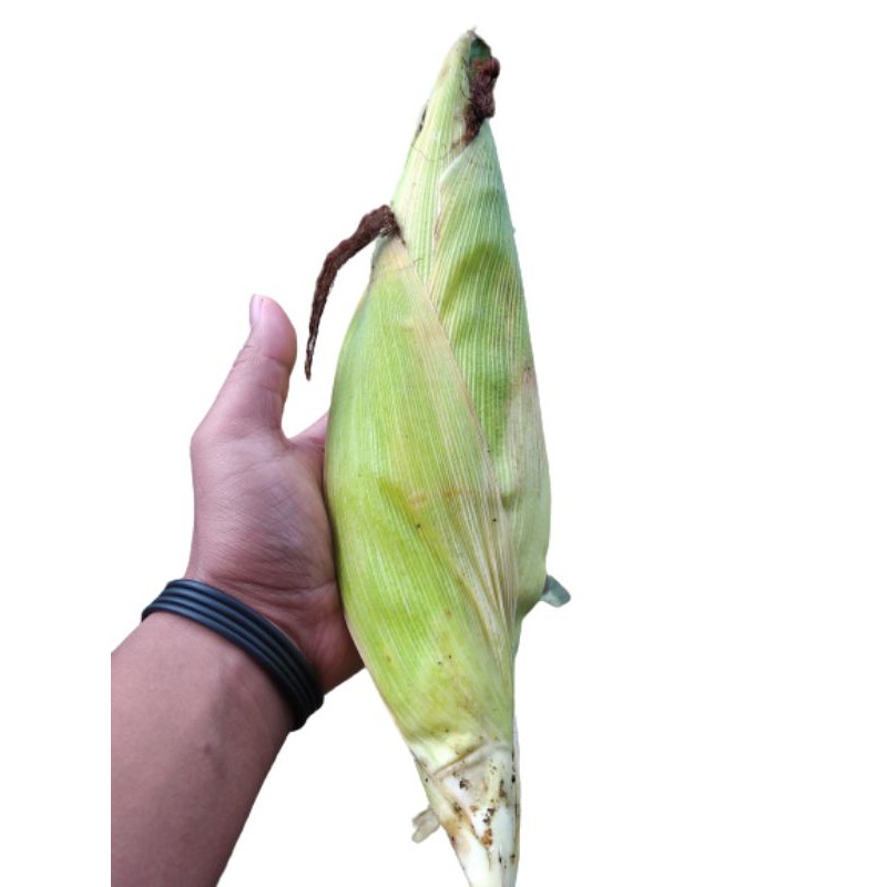 

JAGUNG SEGAR 5KG