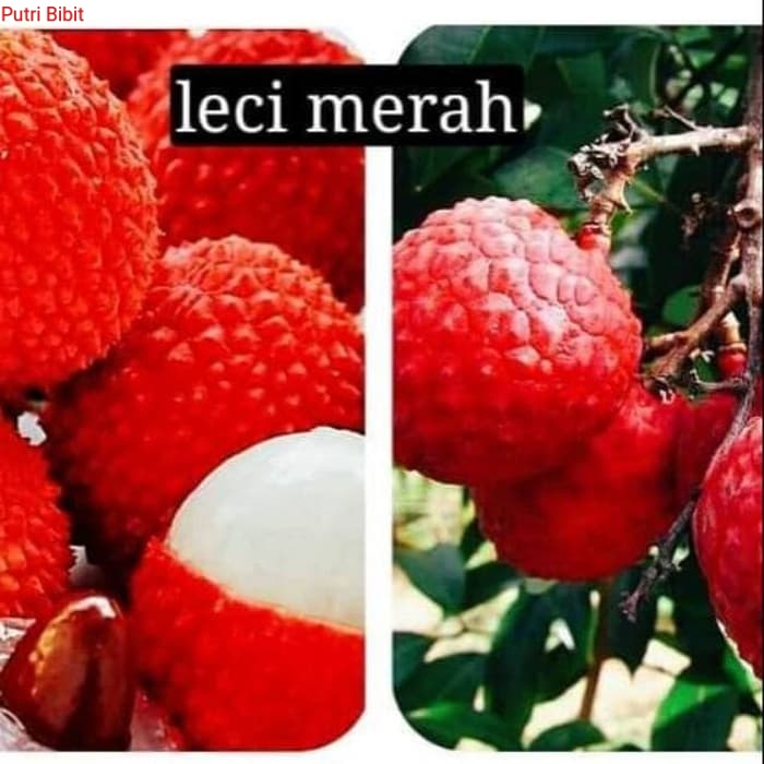 Bibit leci merah 3pohon