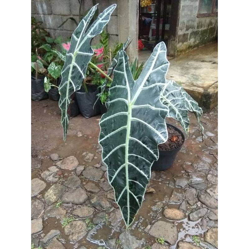 Promo bunga keladi Amazone