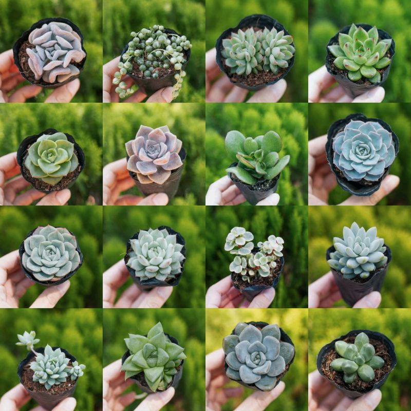 Kaktus Sukulen Mini Pilih jenis