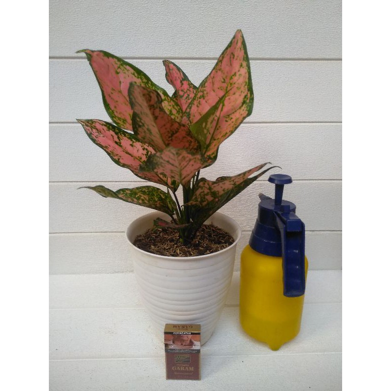 Aglonema Lady Valentine Lokal Jumbo