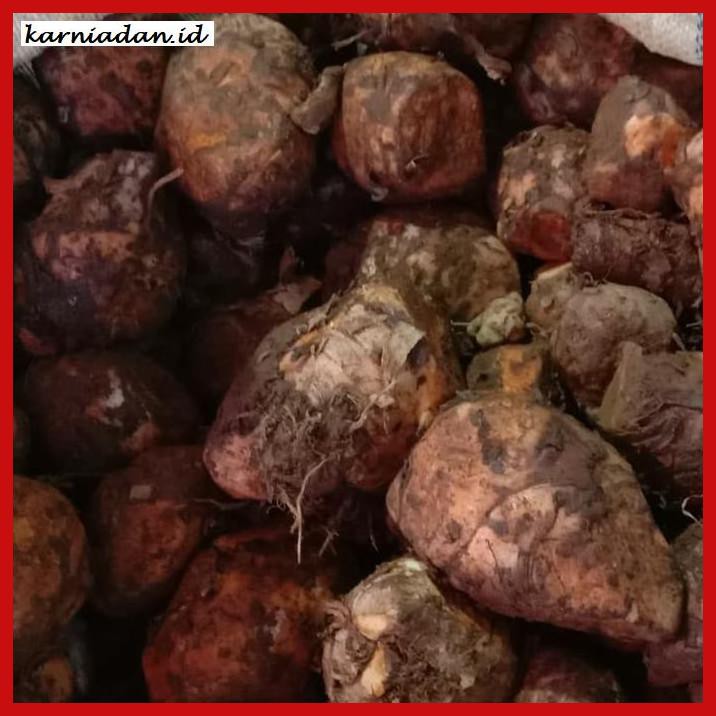 

lanoisidartdrink- temulawak segar dan fresh uk.1000gram -asliii-bngittt.