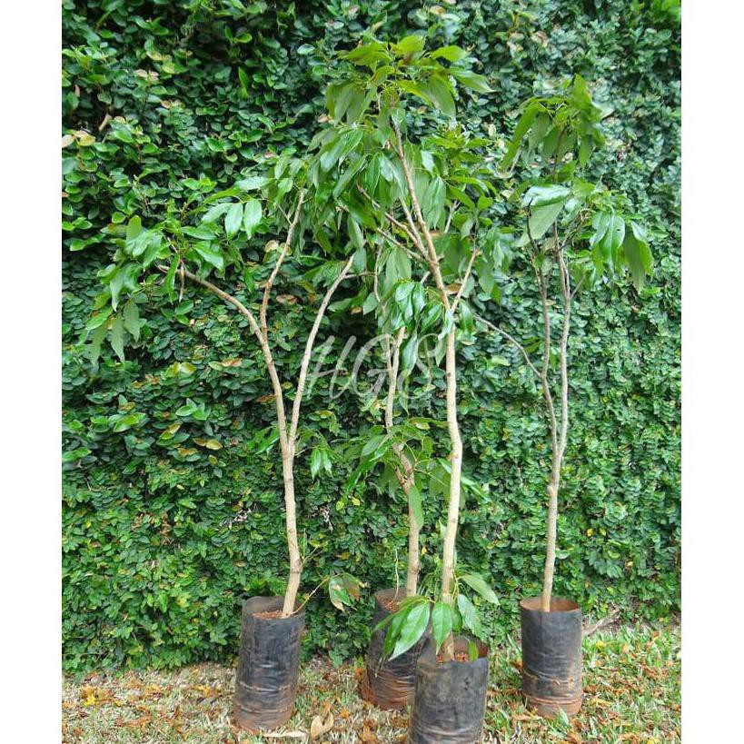 Bibit Tanaman Buah Leci Ungu Pelangi Tricolor Langka Pjr Trend