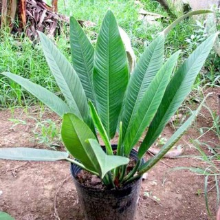 Tanaman hias philodendron lynette philo linet tanaman  