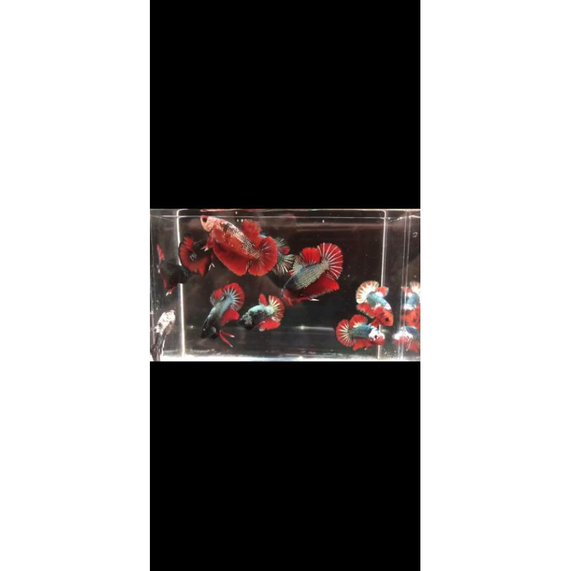 ikan cupang black cooper &amp; red cooper(anakan Avatar Cooper &amp; Ironman)