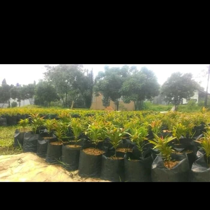 PROMO Bibit Pohon pucuk merah - tanaman hias pucuk merah - pohon pucuk merah