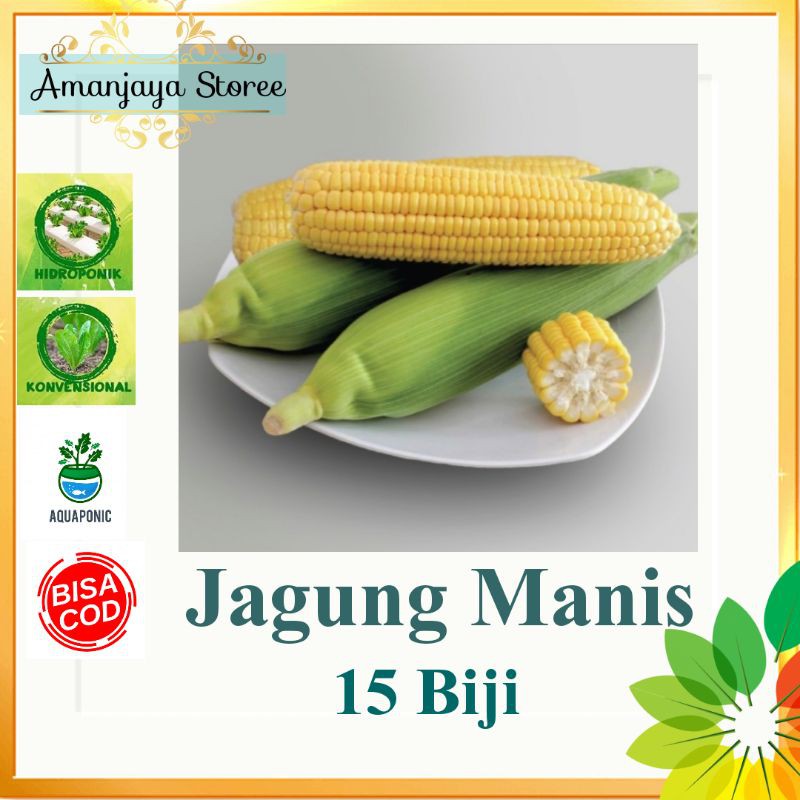 15 biji Benih JAGUNG MANIS unggul berkualitas