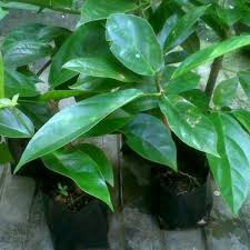 Bibit Tanaman Cincau Hijau - pohon cincau-1