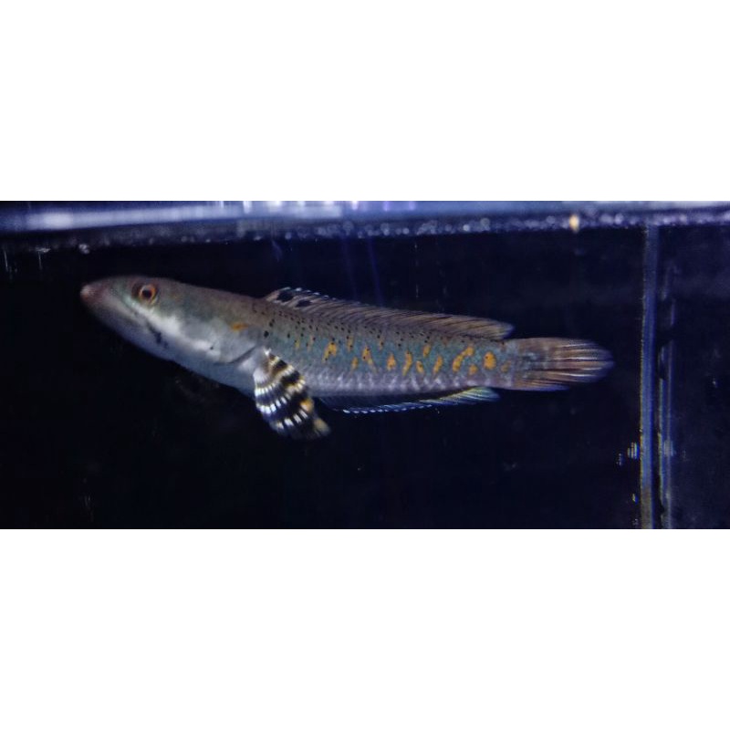 channa blue pulchra  size 14 cm bisa request sepasang