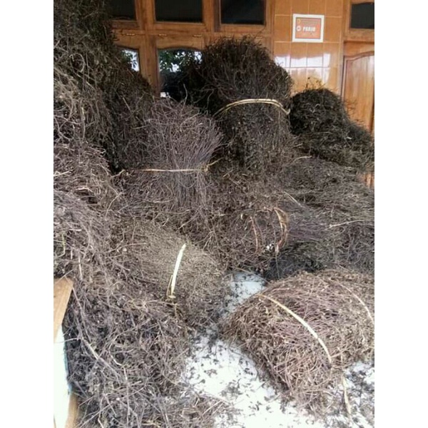 

Daun Cincau hitam Kering Daun Janggelan 100g