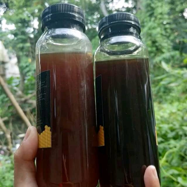 

madu trigona asli lebak banten.