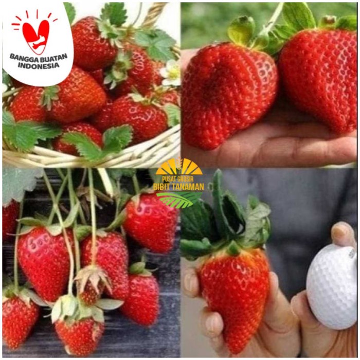 Bibit strawberry jumbo
