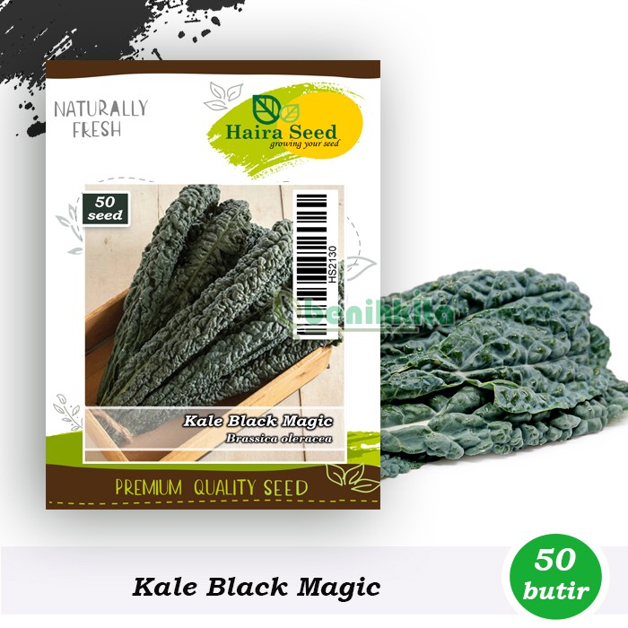 Benih-Bibit Kale Black Magic (Haira Seed)