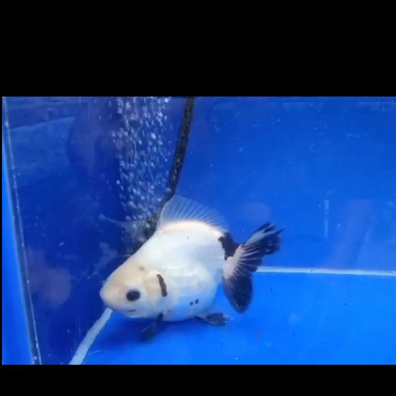 ORANDA PANDA BAGONG SIZE 12 CM