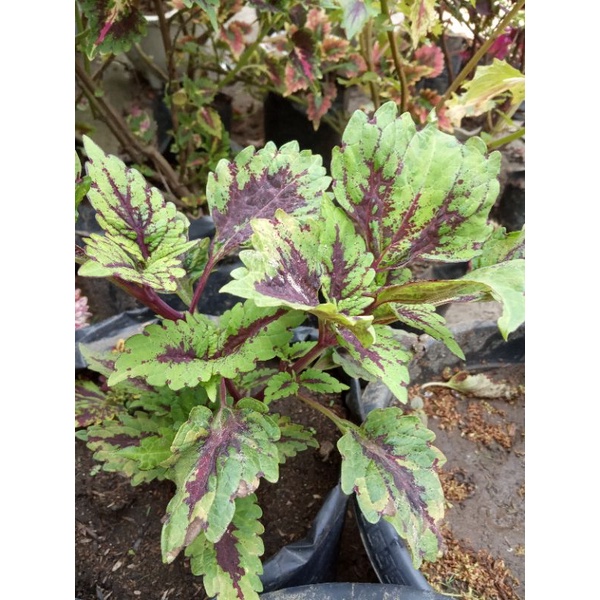 miana sultan id cenderawasih berakar