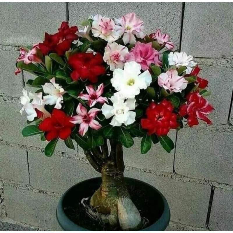 TANAMAN HIAS ADENIUM KAMBOJA JEPANG BUNGA TUMPUK// MULTI COLOR