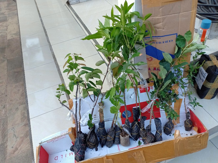 Paket Mangga 4 Jenis Bibit Super Unggul Okulasi Cepat Berbuah