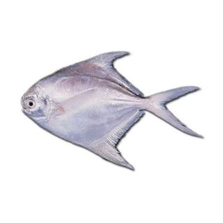 Gambar Ikan Bawal Kartun Seribu Animasi