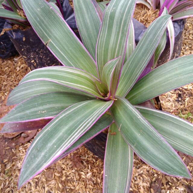 Adam hawa varigata /Tanaman Hias adam hawa varigata