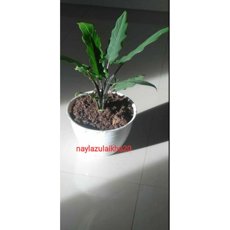 bunga Antorium black sipit/keladi keris Papua