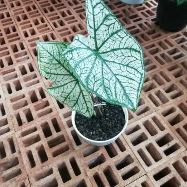 Tanaman Hias Caladium White Christmas - Keladi Putih - Tanaman Indoor