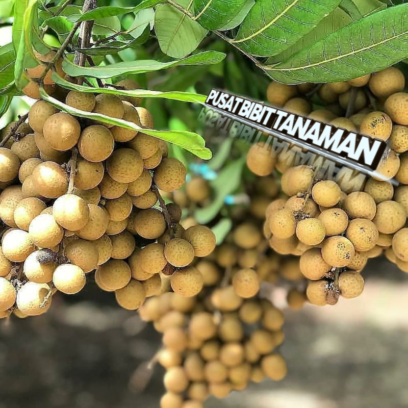 

BIBIT KLENGKENG DIAOMON RIVER SUPER MANIS DAN BISA BERBUAH DI POT