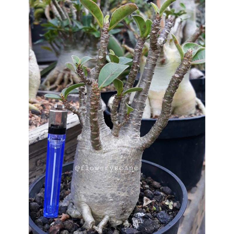 Adenium arabicum black