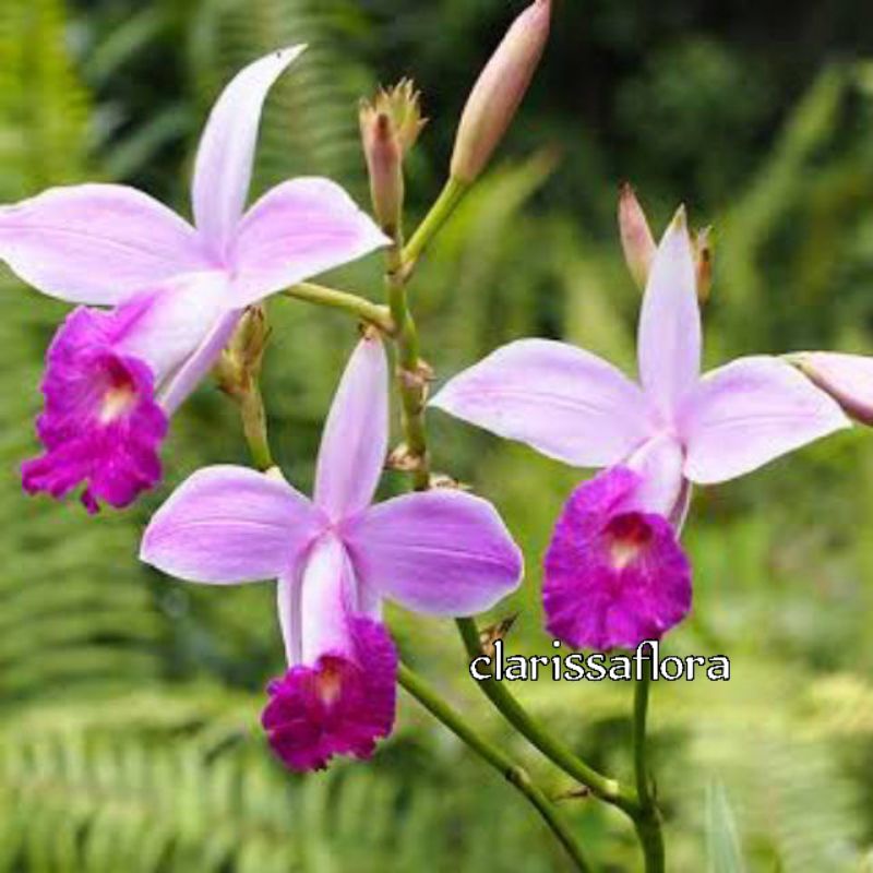 ANGGREK TANAH UNGU MUDA